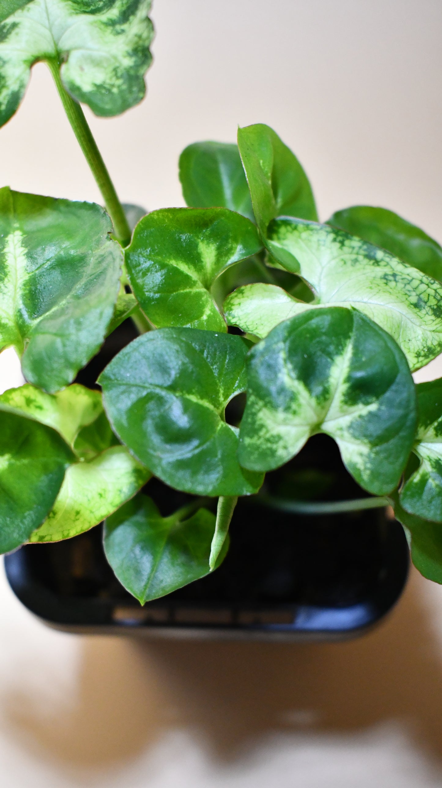 Syngonium podophyllum 'Pixie' - Terrarium Plant