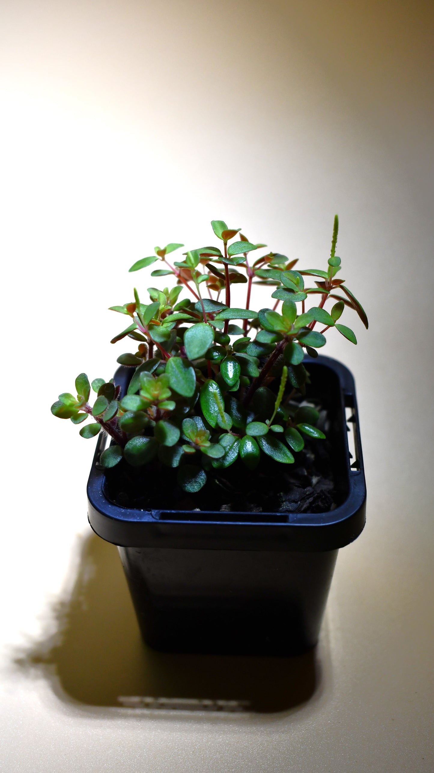 Peperomia 'Hunteriana' - Terrarium Plant