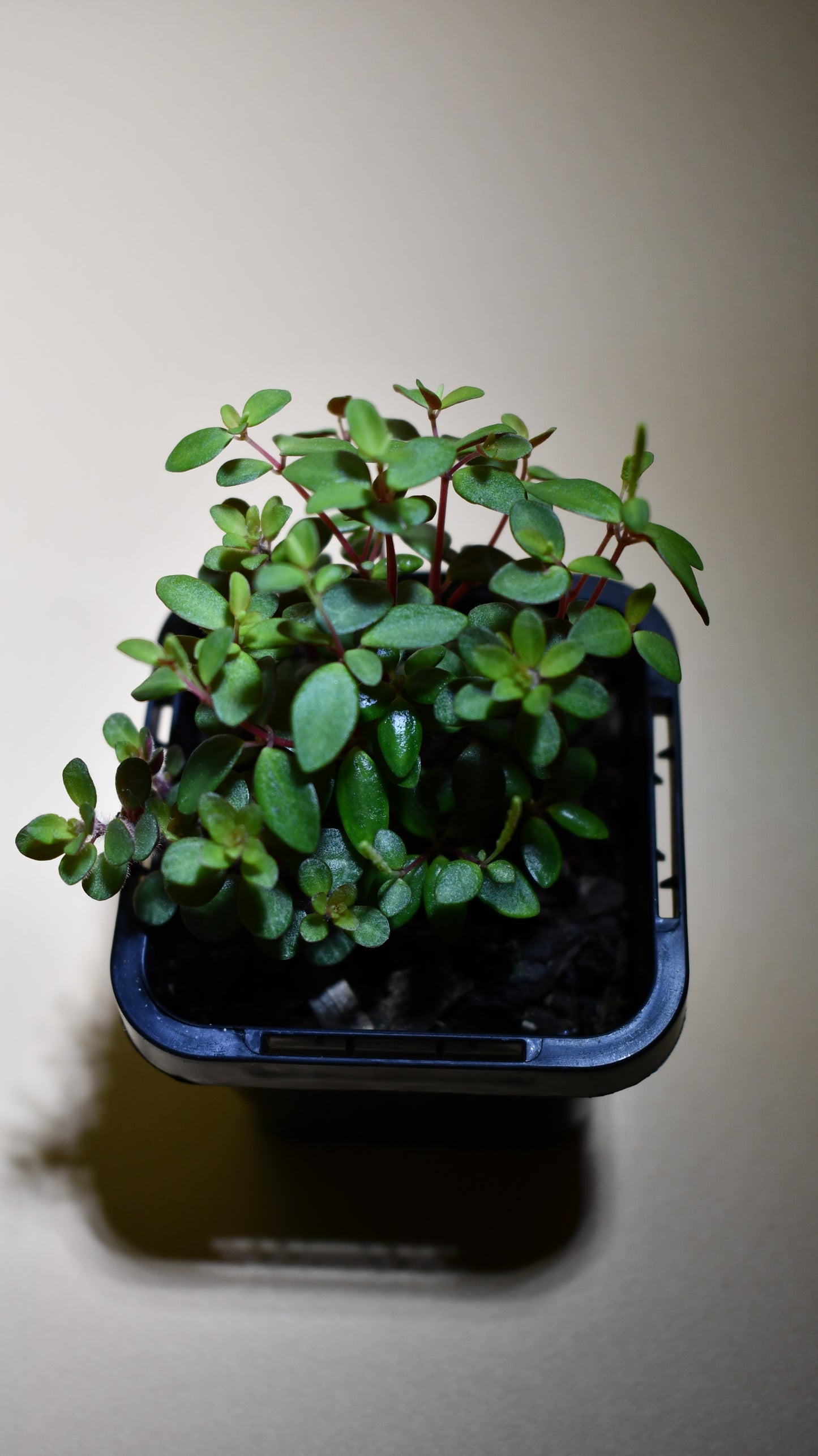 Peperomia 'Hunteriana' - Terrarium Plant