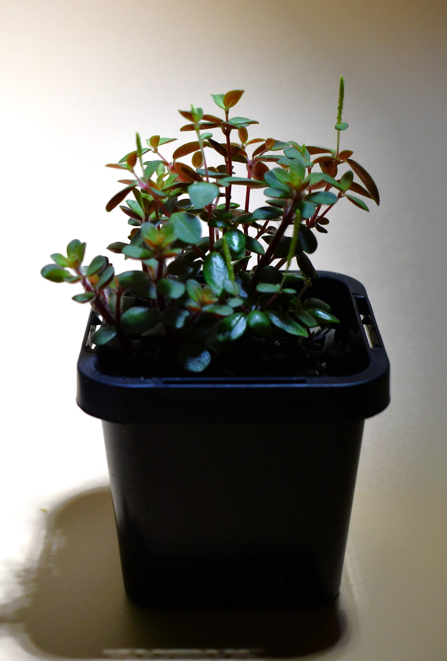 Peperomia 'Hunteriana' - Terrarium Plant
