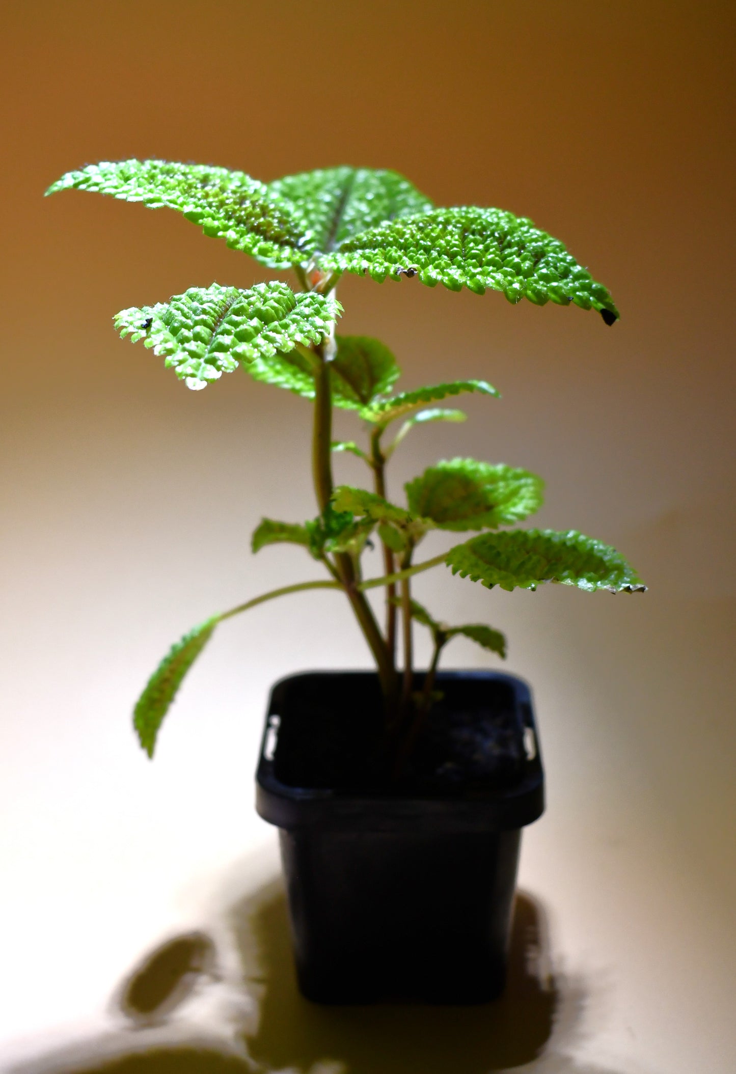 Pilea involucrata 'Friendship Plant' - Terrarium Plant
