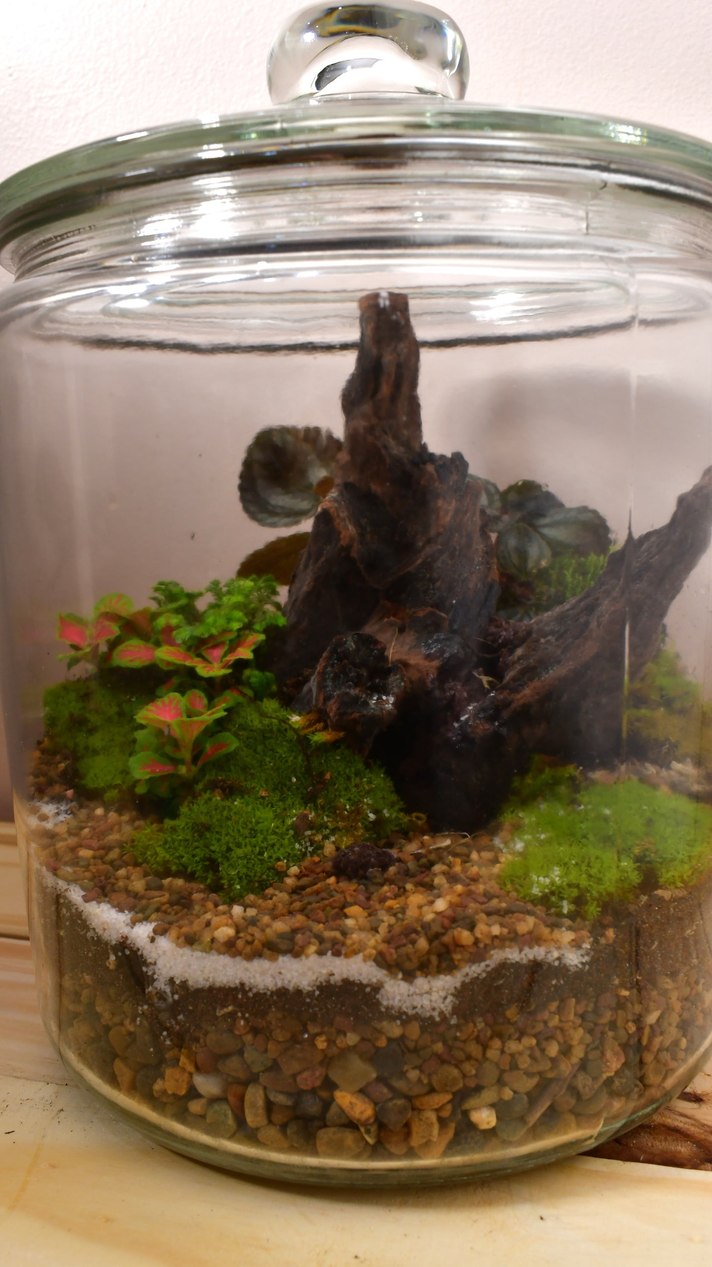 Large Driftwood Terrarium