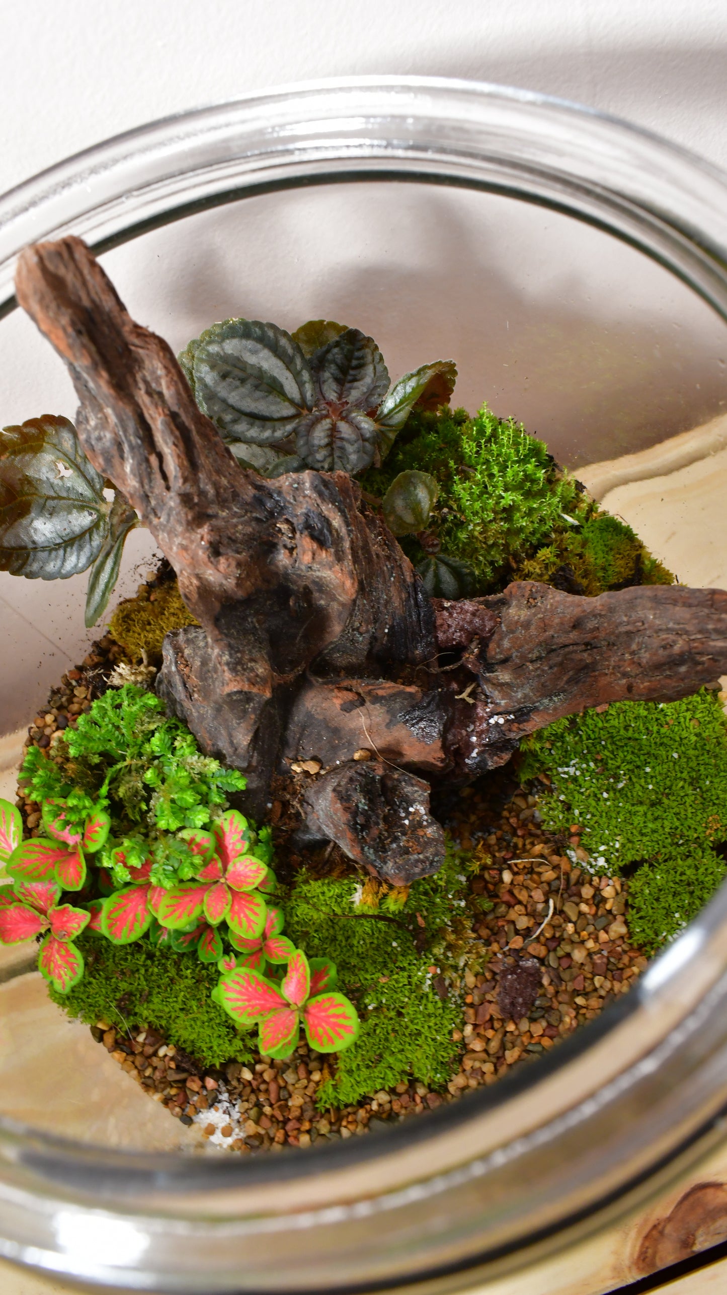 Large Driftwood Terrarium