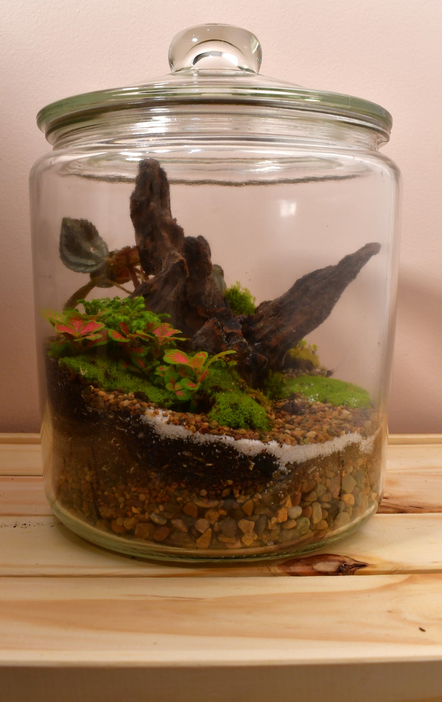 Large Driftwood Terrarium