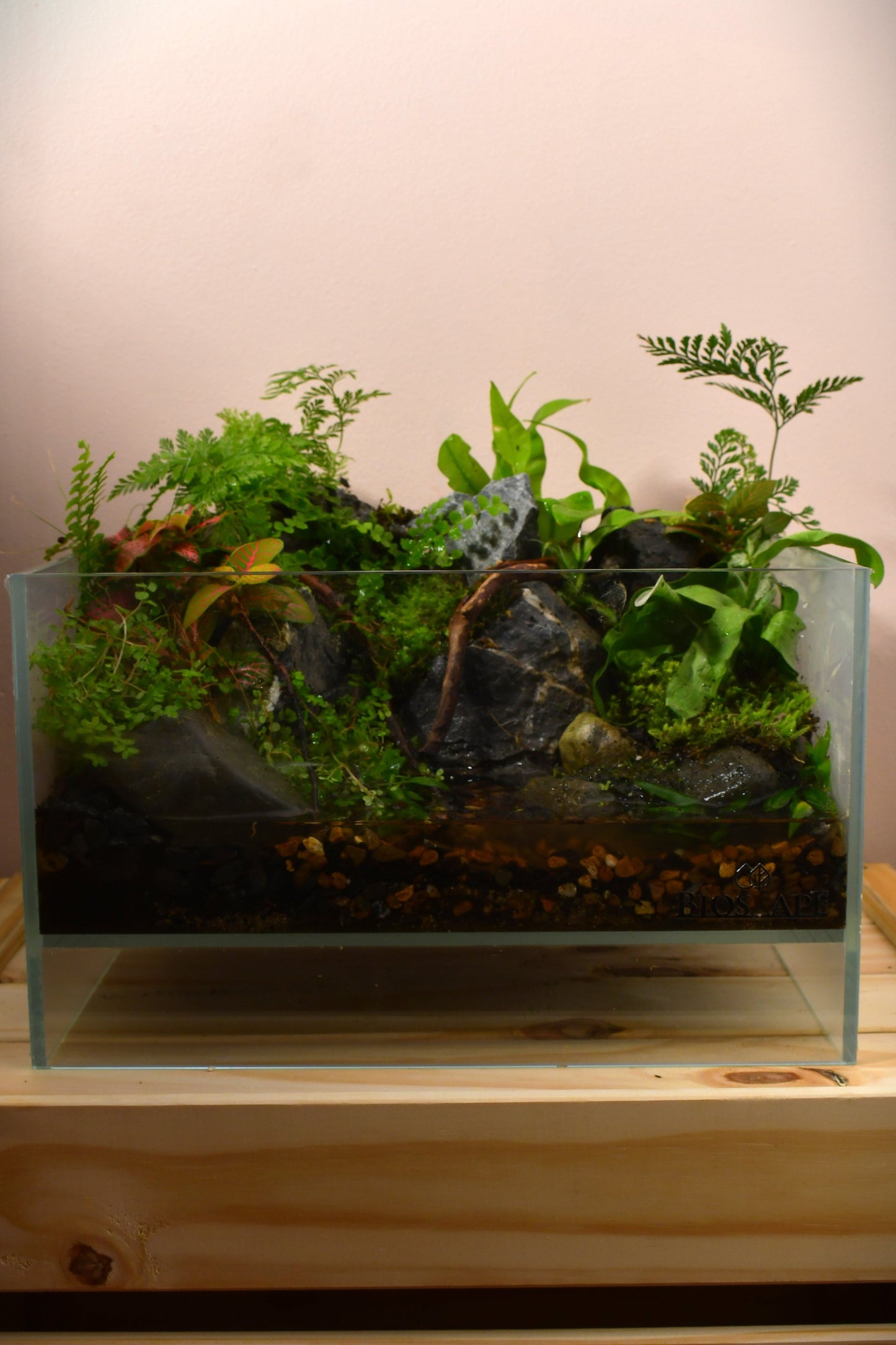 Rainforest Wall Paludarium Small