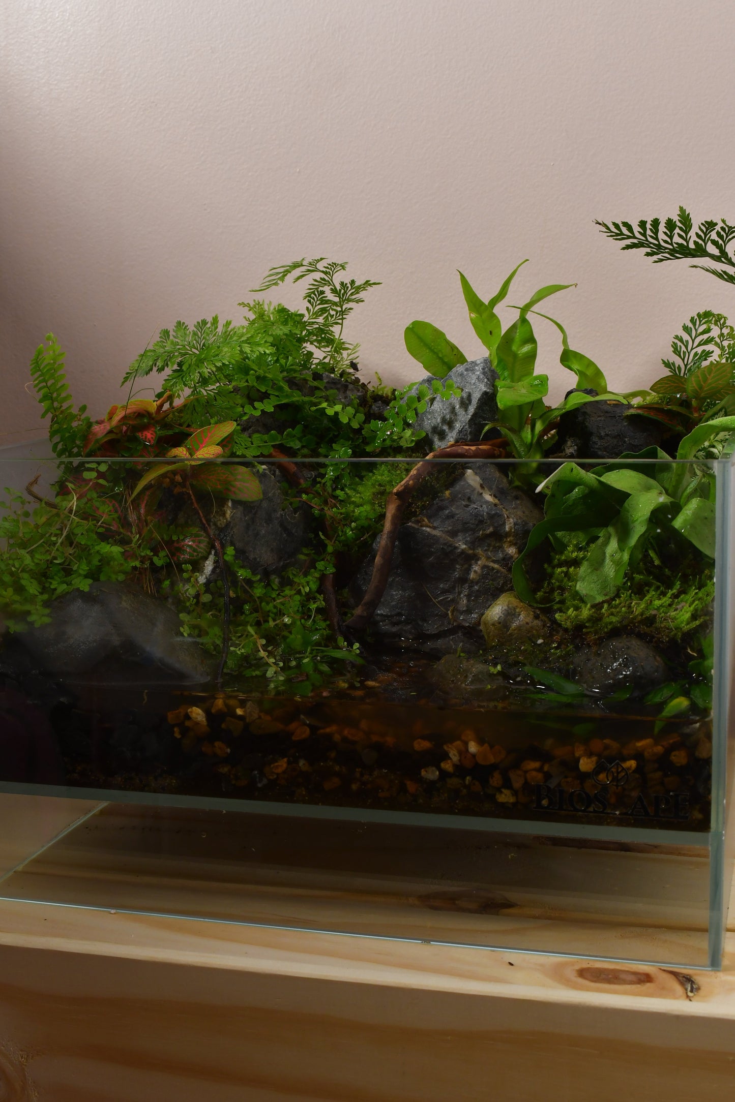Rainforest Wall Paludarium Small
