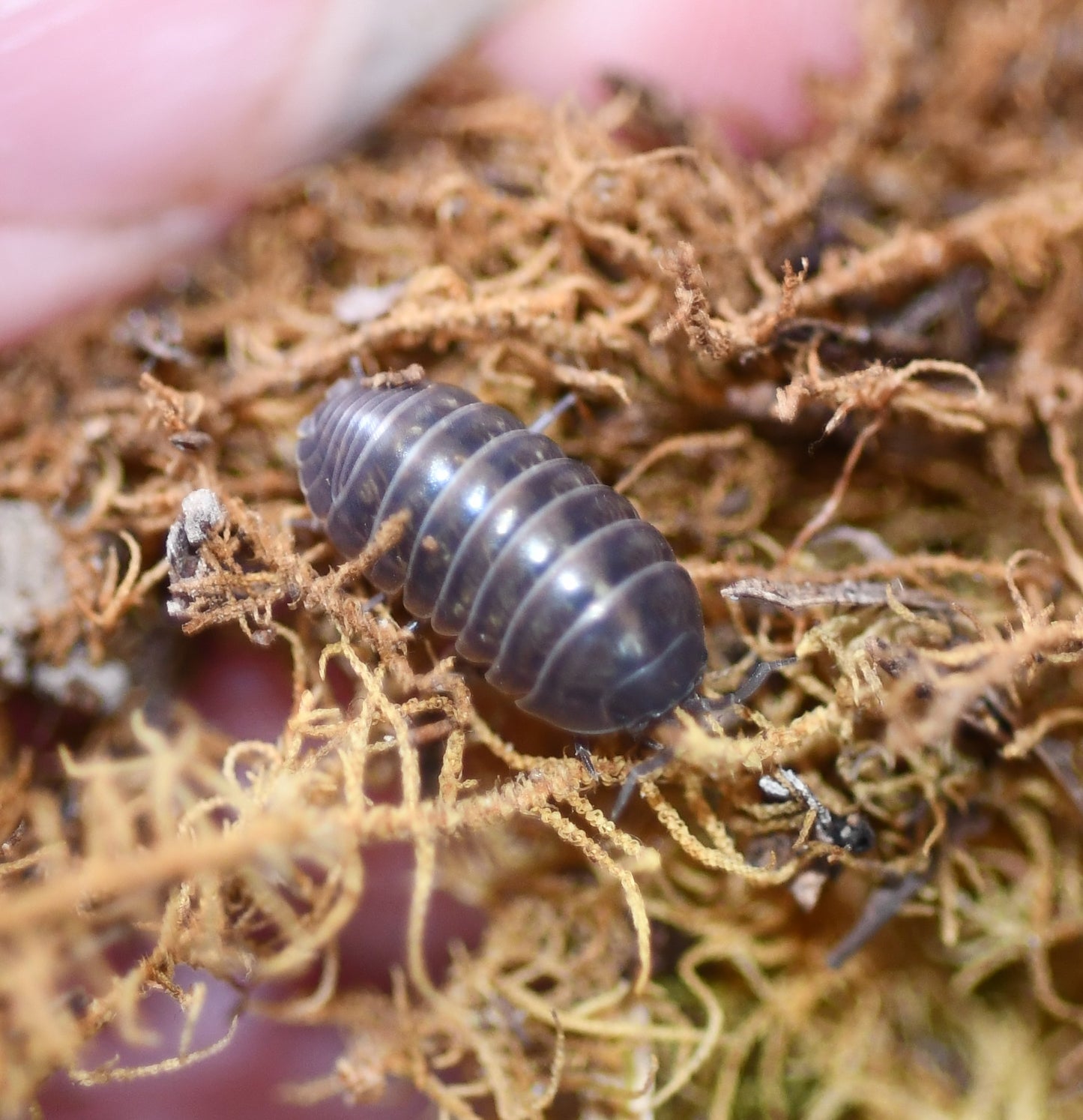 Armadillidium Vulgare - Wild