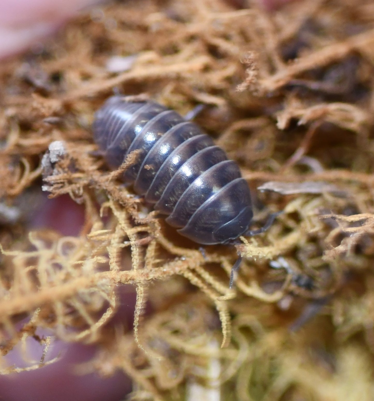 Armadillidium Vulgare - Wild