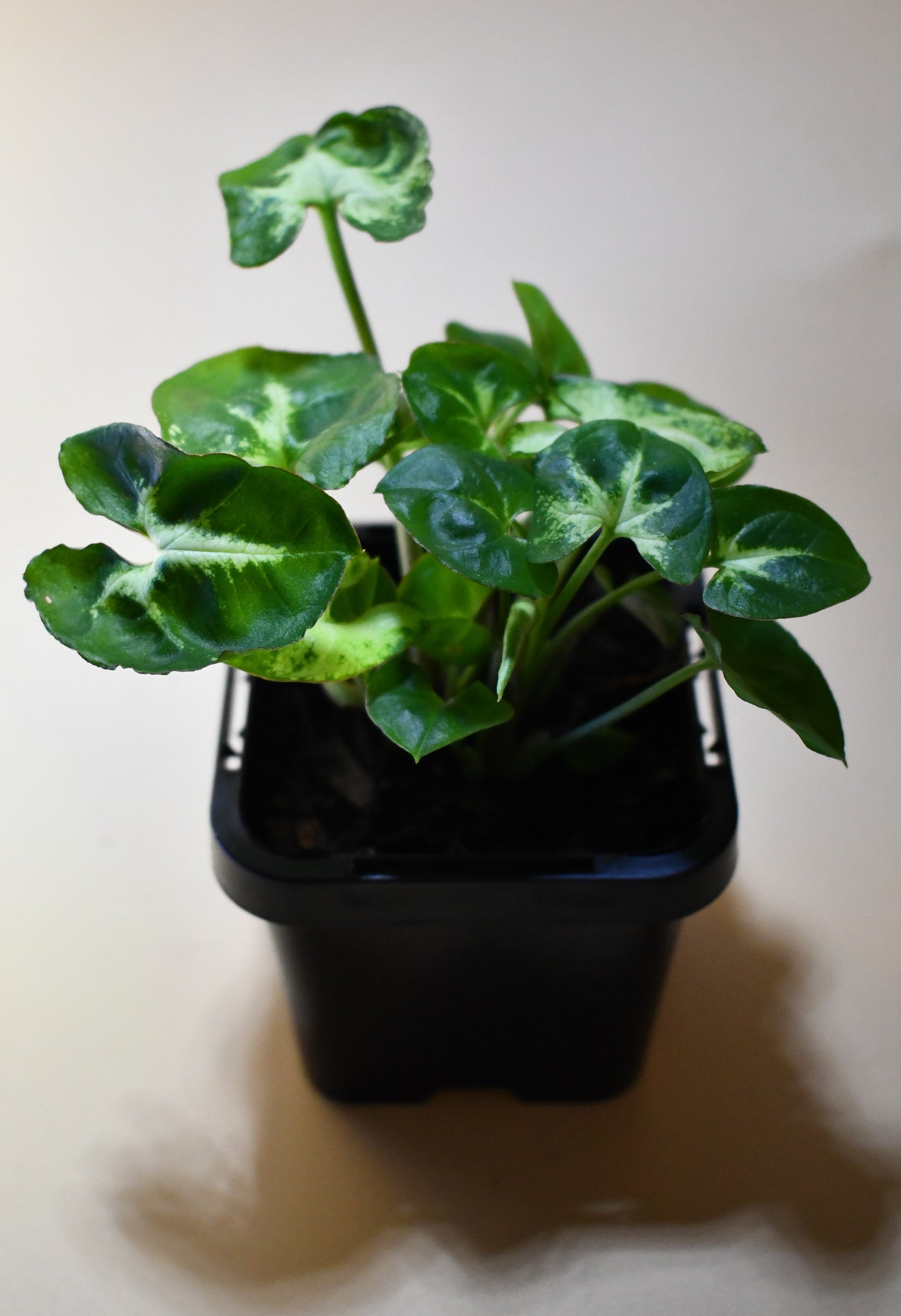Syngonium podophyllum 'Pixie' - Terrarium Plant