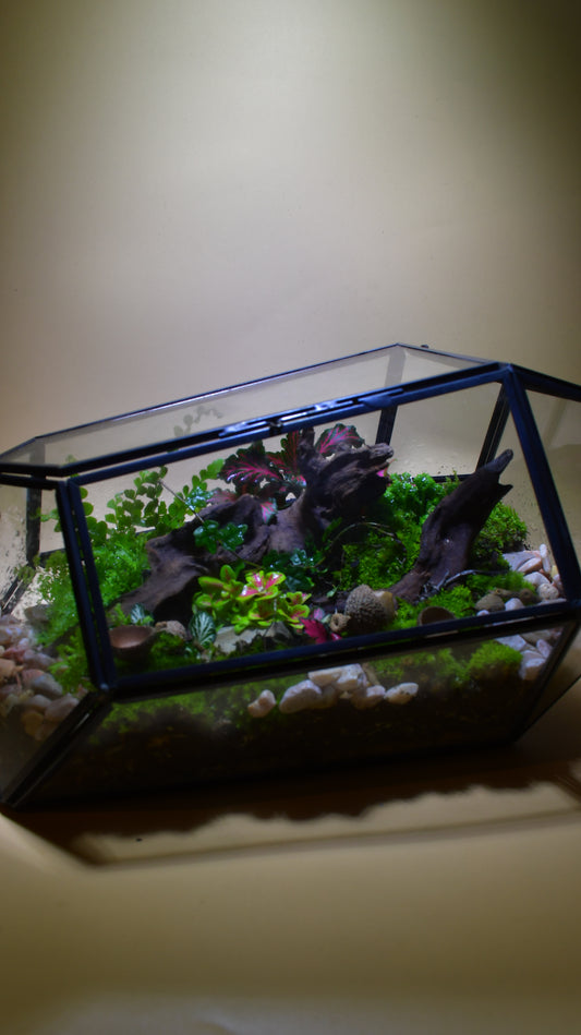 Horizontal Geometric Terrarium