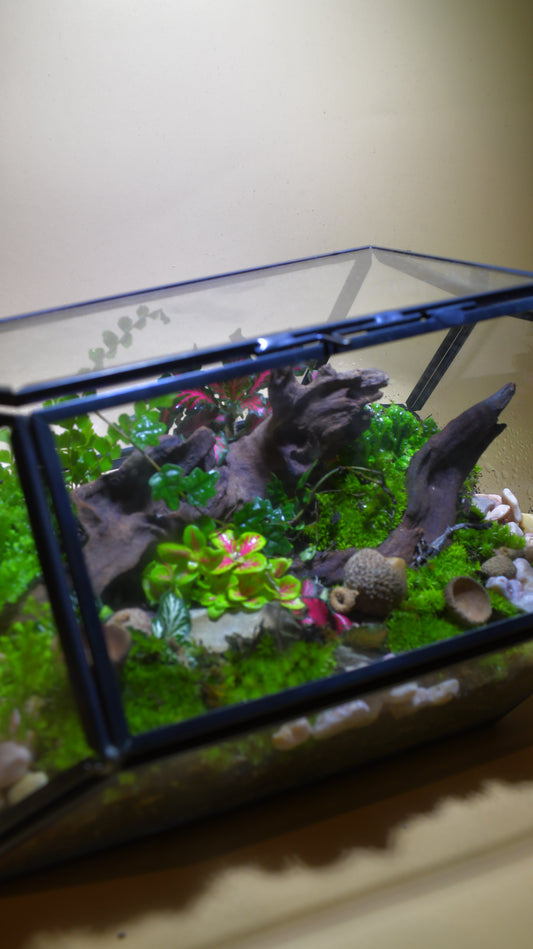 Horizontal Geometric Terrarium