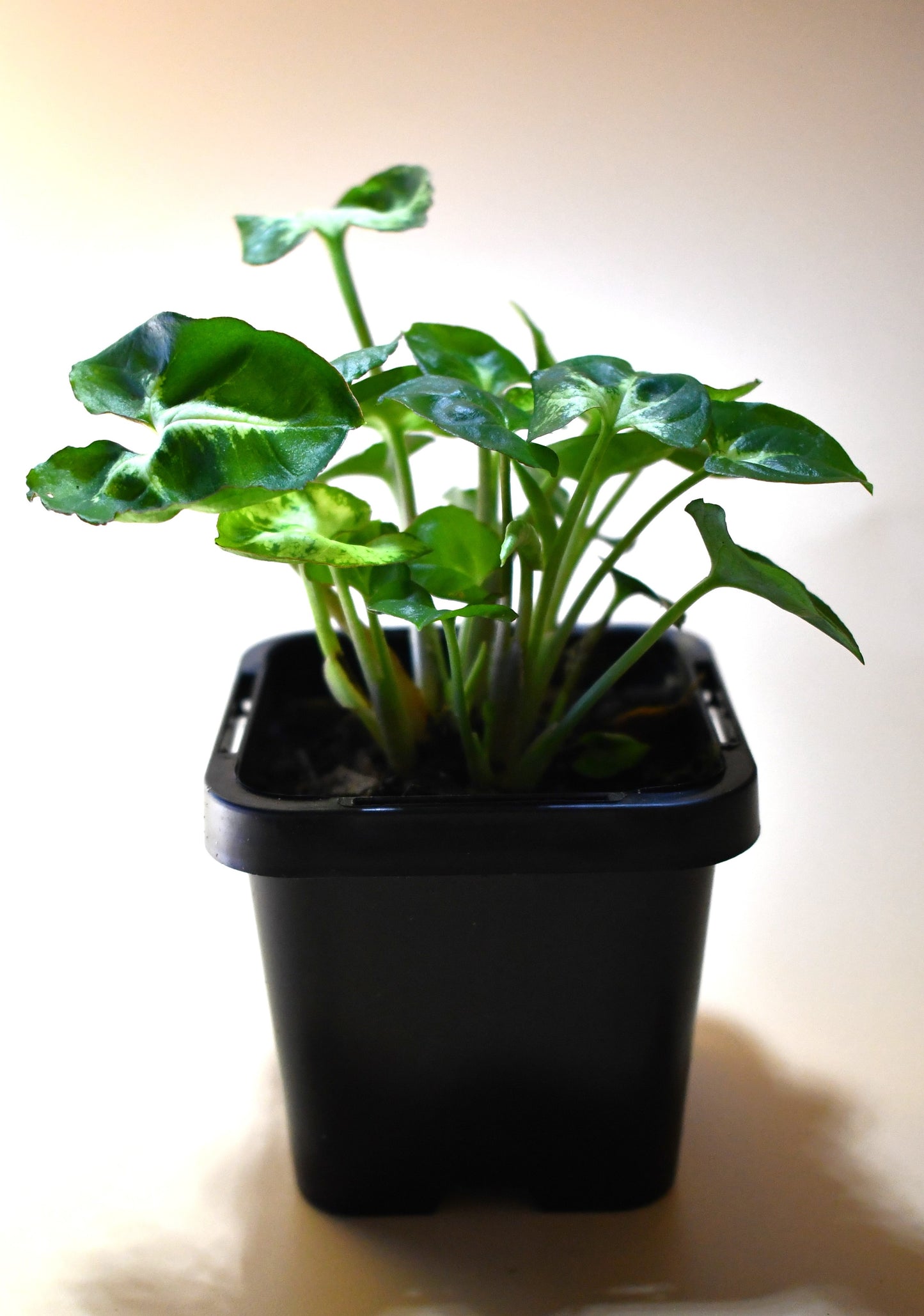 Syngonium podophyllum 'Pixie' - Terrarium Plant
