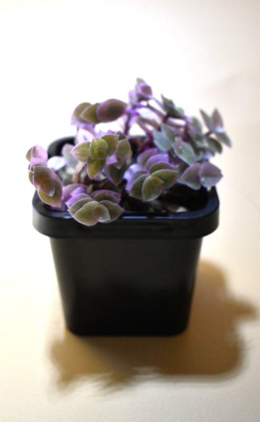 Callisia repens 'Pink Lady' - Terrarium Plant