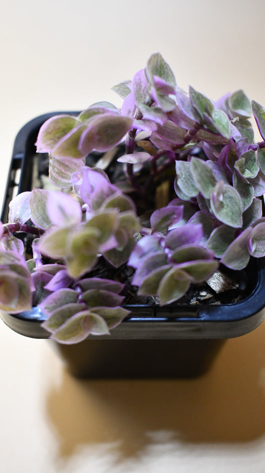 Callisia repens 'Pink Lady' - Terrarium Plant