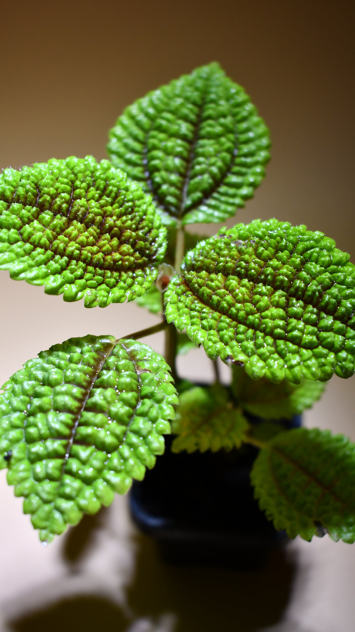Pilea involucrata 'Friendship Plant' - Terrarium Plant