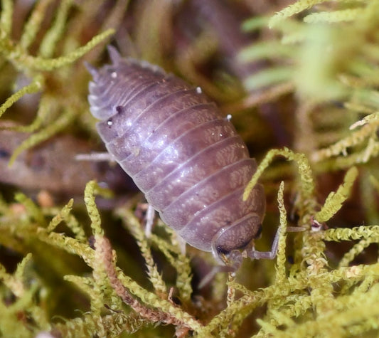 P. Laevis 'Smooth Greys'