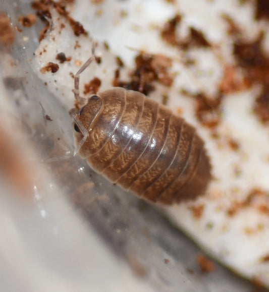 P. Laevis 'Smooth Caramels'