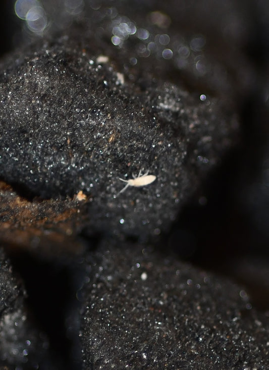 Springtail Colony