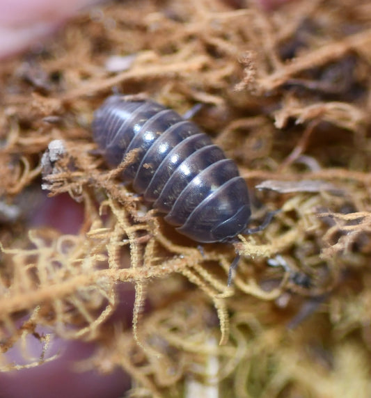 Armadillidium Vulgare - Wild
